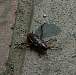 beetle_roach_guad_112602-1s.jpg
