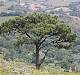 tree_guad_112602-1s.jpg