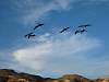 pelicans_021808-1.JPG